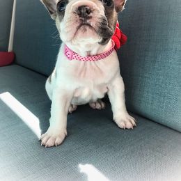 French Bulldog Puppies from Frenchies Of Central Oregon