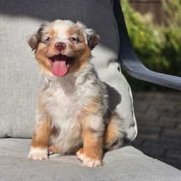 Juniper - Red tri female Miniature Australian Shepherd puppy in Harlingen, Texas from GulfCoastKennels