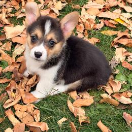 Casper - Black and tan male Pembroke Welsh Corgi puppy in Northwood, Iowa from Sorrel Sands Corgis