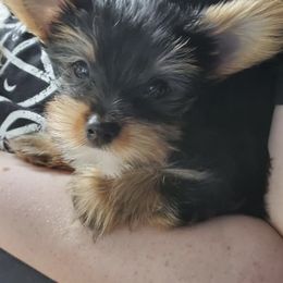 Yorkshire Terriers from Over the Rainbow Yorkies