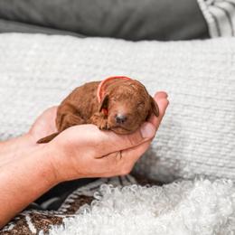 Boy 2 - male Goldendoodle puppy in Spokane, Washington from Dream Doodles in Spokane WA