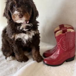 Bernedoodle Puppies from Rosie’s Tribe