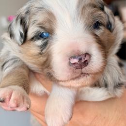 Pink collar - Blue merle female Miniature Australian Shepherd puppy in 32046, Florida from River Hill Ranch