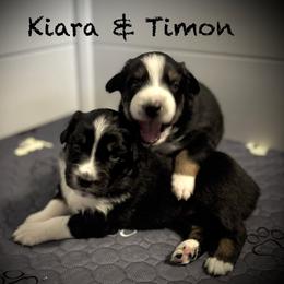 Kiara - Black tri-color female Australian Shepherd puppy in Blythewood, South Carolina from One Tribe Aussies