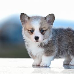 KODIAK - Sable male Pembroke Welsh Corgi puppy in Mona, Utah from Sorensen Corgis