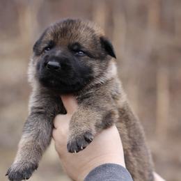 4th choice male - Sable male German Shepherd puppy in Lucasville, Ohio from Trusting Hearts Kennel
