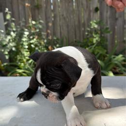Leum - Black brindle and white male Boston Terrier puppy in Tenmile, Oregon from High Plains French Bulldogs,Boston Terriers and Frenchtons.