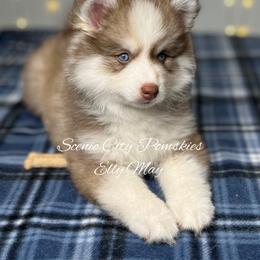 Elly May - Red and white female Pomsky puppy in Rossville, Georgia from Scenic City Pomskies