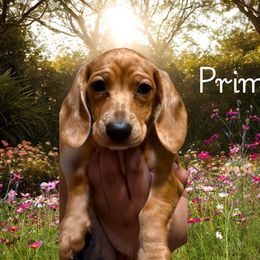 Prim - Dapple Dachshund puppy in Saint Paul, Minnesota from Vibrant Eyes Doxies