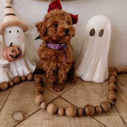 Girl 3 - Poodle puppy from Vegas Toy Poodles