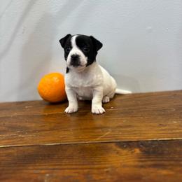 Lilly - Black and white female Chihuahua puppy in Berwick, Pennsylvania from Maras puppies