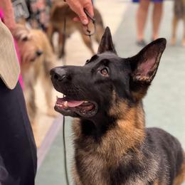 Toby - German Shepherd