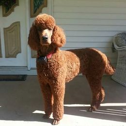 Ryder - Poodle