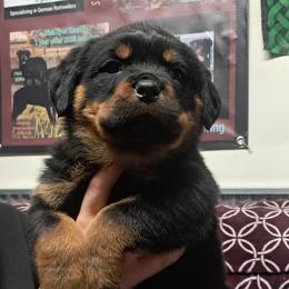 Boy 6 - Black and mahogany male Rottweiler puppy in De Witt, Iowa from Irish Eyes Kennels