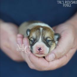Trinket - F Tail - Sable female Pembroke Welsh Corgi puppy in Straughn, Alabama from Magnolia Creek Corgis