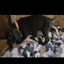 Orange boy - Black male German Shorthaired Pointer puppy in Dahlonega, Georgia from Pointer Mountain Bird Dogs