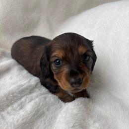 Ginger - Chocolate female Dachshund puppy in Humphreys, Missouri from Foster’s Dachshunds