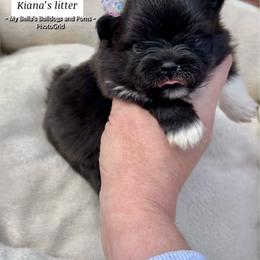 Murano - Black female Pomeranian puppy in Inola, Oklahoma from My Bella’s Pomeranians