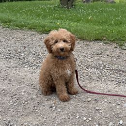 Martin - Apricot male Goldendoodle puppy in La Belle, Missouri from I Dream of Doodles