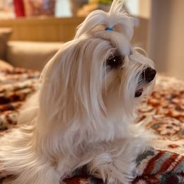 Vino - Maltese