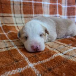 Casper - Gold male Border Collie puppy in Gary, Indiana from Lake Ridge Border Collies