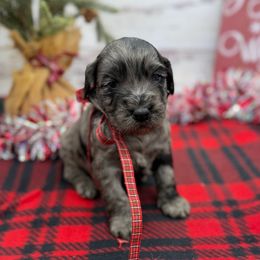 Boone - Merle male Goldendoodle puppy in Lisbon, Ohio from Willow Lane Doodles
