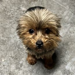 Dyliah - Yorkshire Terrier