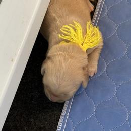 Golden Retriever Puppies from Gail’s Goldens