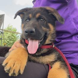 Odin - Black and red male German Shepherd puppy in Worthington, Indiana from Aus Gerstbrei German Shepherds