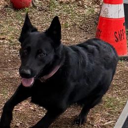 Draven - German Shepherd