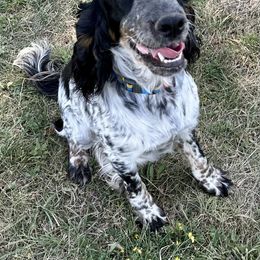 Berlyn - English Springer Spaniel