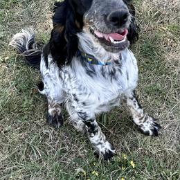 Berlyn - English Springer Spaniel