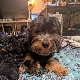 Mia - Yorkipoo