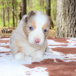 Watt - Red merle male Australian Shepherd puppy in Coldwater, Michigan from Northern Star Australian Shepherds