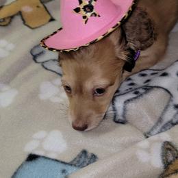 Dachshund Puppies from CLARK'S BREEDING PROGRAM