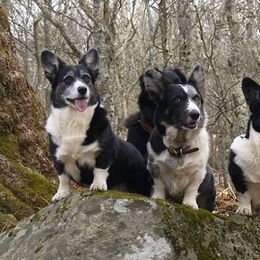 Cardigan Welsh Corgis from Raglan Cardigans
