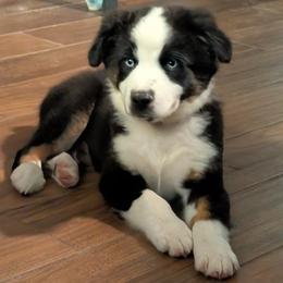 Onyx - Black tri male Miniature American Shepherd puppy in Trenton, Florida from Atherney
