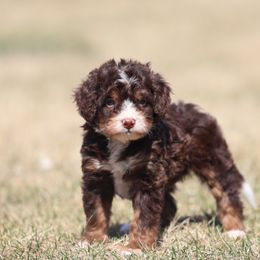 Toffee - Tri-color Bernedoodle puppy in Honey Brook, Pennsylvania from Green Ridge Puppies