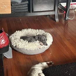 Italian Greyhound Puppies from Fisher Link