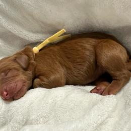 Persephone-yellow collar - Red  female Goldendoodle puppy in Chino Valley, Arizona from Whiskey Row Royals