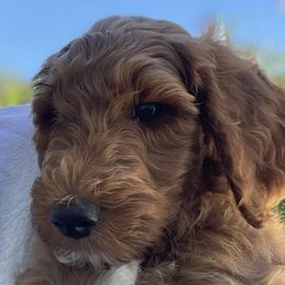"Arielle puppy" Goldendoodle Puppies from BFF Goldendoodles