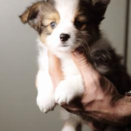 Tommy - Sable male Pembroke Welsh Corgi puppy in South Otselic, New York from Ridge Top Corgis