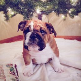 English Bulldog Puppies from LydyBug Bulldogs