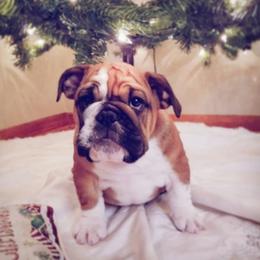 English Bulldog Puppies from LydyBug Bulldogs
