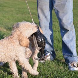 Golden Retriever Puppies from Golden Retriever Street