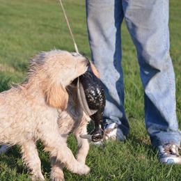 Golden Retriever Puppies from Golden Retriever Street