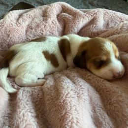 Girl One - Piebald female Dachshund puppy in Phoenix/Chandler, Arizona from Jennifer's Guardian Doxies