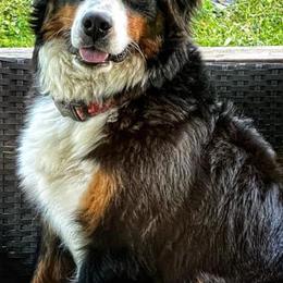 Bernese Mountain Dogs from Hideaway Farm