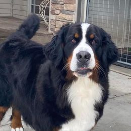 Annie - Bernese Mountain Dog