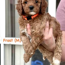 Frost (M) - Red  male Goldendoodle puppy in Lewisville, Texas from Zink Doodles